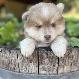 Murphy (used to be Ricky) - Lavender male Pomsky puppy in Rathdrum, Idaho from Smart Pomskies and Frenchies