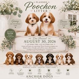 Cavapoochon puppies from Anchor Dogs