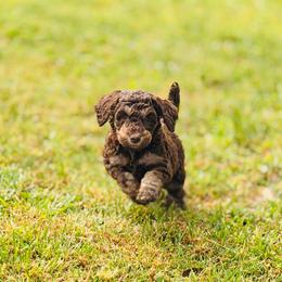 Truffle - Tri-color female Labradoodle puppy in Elizabethtown, Kentucky from Reddy Poodles & Doodles