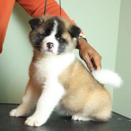 Berry - Red female Akita puppy in Rahway, New Jersey from Apexx Akitas