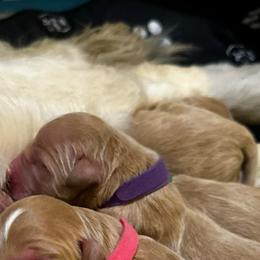 Care Bear - Apricot female Goldendoodle puppy in Rocky Point, North Carolina from CelticDoods