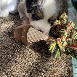 Miniature Australian Shepherd and Toy Australian Shepherd Puppies from Rye Hill Aussies