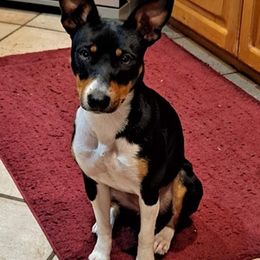 Rat Terriers from Far North Rat Terriers