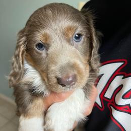 Boy 1 - Fawn (isabella) and tan male Dachshund puppy in Greasy, Oklahoma from 4E Dachshunds