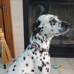Lucy - Dalmatian