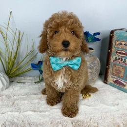 Ziggy - Apricot male Poodle puppy in Brighton, Missouri from Martin's Heart Poodles
