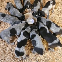 Girl 1 - Blue ticked and tan female Bluetick Coonhound puppy in Caneville, Kentucky from Bluegrass Blueticks (BGK)
