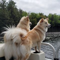 Icelandic Sheepdogs from Valheim Icelandics