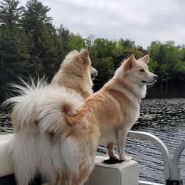 Icelandic Sheepdogs from Valheim Icelandics