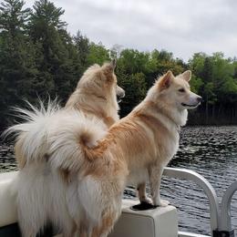 Icelandic Sheepdogs from Valheim Icelandics