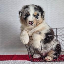 Roscoe - Blue merle male Australian Shepherd puppy in Mountain Grove, Missouri from K Bar H Farms