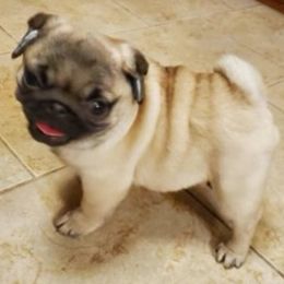 Cane Corso, French Bulldog, and Pug Puppies from Winnfall Farms