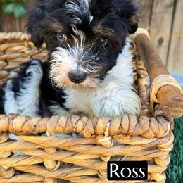 Ross - Black phantom male Aussiedoodle puppy in Bakersfield, California from Annie's Aussies