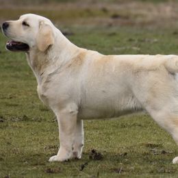 Labrador Retriever All Grown Up from Somersun Labradors