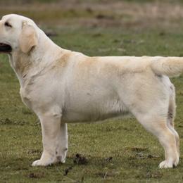 Labrador Retriever All Grown Up from Somersun Labradors