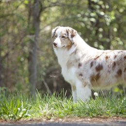 Lucy - Australian Shepherd