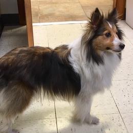 Shetland Sheepdogs from Southside Shelties