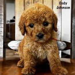 Cody Johnson - Red  male Goldendoodle puppy in Lancaster, Minnesota from North Star Dog Training