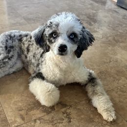 Aussiedoodles from Jessaca Pieper