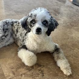 Aussiedoodles from Jessaca Pieper