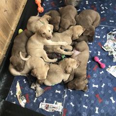 Chesapeake Bay Retriever Puppies from Buffalo Creek Chesapeakes