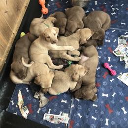 Chesapeake Bay Retriever Puppies from Buffalo Creek Chesapeakes