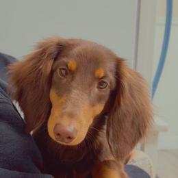 Calliope - Chocolate and tan female Dachshund puppy in Woodland, Washington from SJs Dachshunds