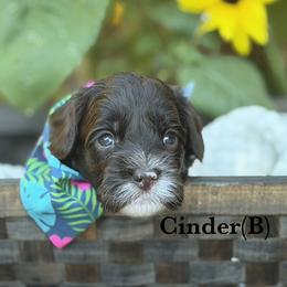 Cinder - Chocolate male Australian Labradoodle puppy in Citrus Heights, California from Elite Blend Labradoodles