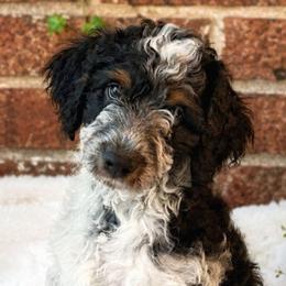 Roan (reduced) - Tri-color male Cavapoo puppy in Underwood, Minnesota from Tru Cuddle Pups