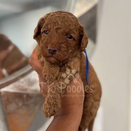 Date - Red  male Poodle puppy in Belleville, New Jersey from TK Poodles