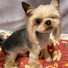 Niko - Blue and gold male Yorkshire Terrier puppy in San Diego, Temecula, Ontario, California from Yorkie & Maltese Royalty