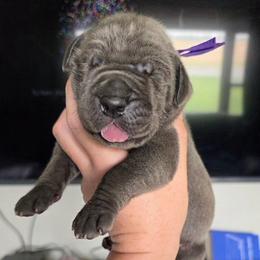 MADONNA Blue tan or brindle point - Blue female Great Dane puppy in Port Clinton, Ohio from LakeSide Danes