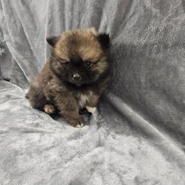 Onyx - Wolf sable male Pomsky puppy in Decatur, Illinois from Petite Pups