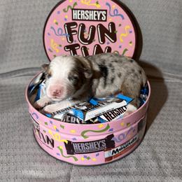 Miniature Australian Shepherd Puppies from All That Auss Mini Aussies