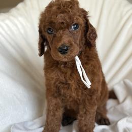 Amora - Red  female Poodle puppy in Mount Vernon, Illinois from AMC Poodles