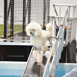 Iceis - Poodle