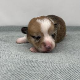 Cedar - Red merle and white male American Corgi puppy in Waco, Texas from The Comma Corgis