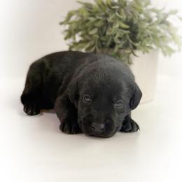 Bilbo - Black male Labrador Retriever puppy in Isle, Minnesota from Dog Ear Outfitters