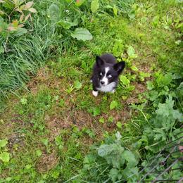 Dottie - Black & white female Australian Shepherd puppy in Sultan, Washington from Van Huitt Australian Shepherds