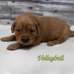 Golden Retriever Puppies from Holly Hill Kennels