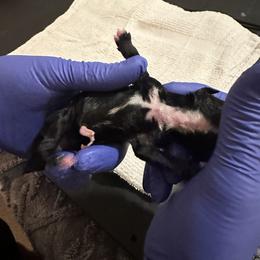 5 Dani-Rae - Black and white female Schnoodle puppy in Saint Augustine, Florida from Gunnie Luv, LLC