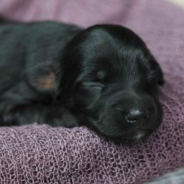 Holly - Black phantom female Aussiedoodle puppy in Casa, Arkansas from Blue Diamond Puppies