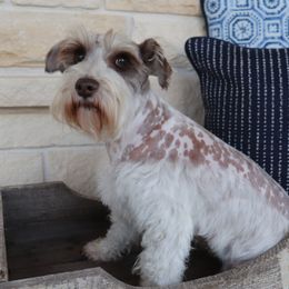 Holly - Miniature Schnauzer