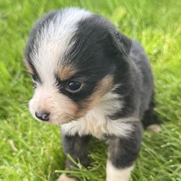 Daisy - Black tri female Toy Australian Shepherd puppy in Menan, Idaho from Teton Toy Aussies