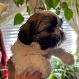 Lizzy - Brindle and white female Shih Tzu puppy in Victorville, California from RUMBLE n TUMBLE