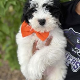 Petrie - Tri-color male Bernedoodle puppy in Northglenn, Colorado from Colorado Bernedoodle Babies