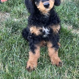 Clark - Tri-color male Bernedoodle puppy in Caldwell, Idaho from Treasure Valley Poodles