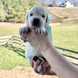Miss Teal - Light golden female Golden Retriever puppy in Jasper, Tennessee from Suncoast Goldens