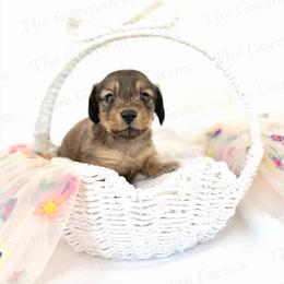 Bean Jr (BJ) - Dapple male Dachshund puppy in Greenville, North Carolina from The Gorman Farms