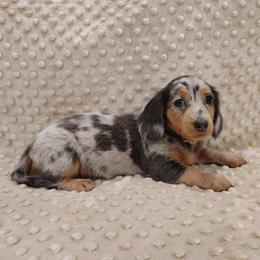 Puppy 7 - Blue and tan female Dachshund puppy in Krum, Texas from Dots N Spots Dachshunds